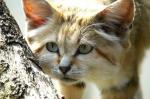 Chat sauvage du désert d'Arabie
