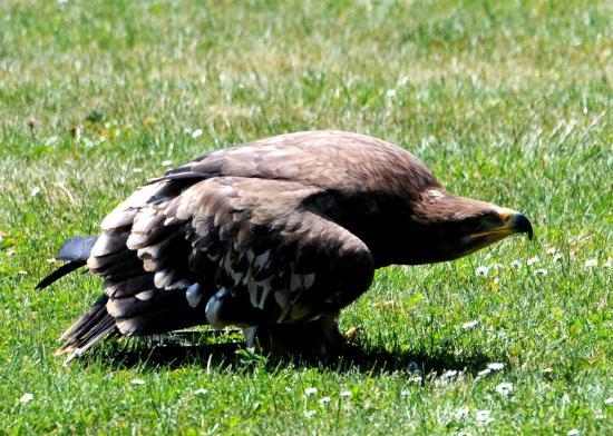 Aigle des steppes