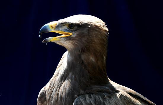 Aigle des steppes