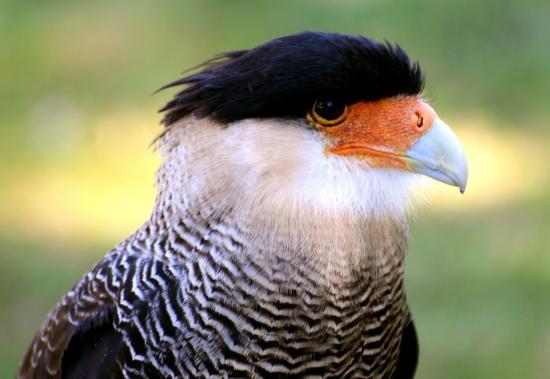 Caracara du nord