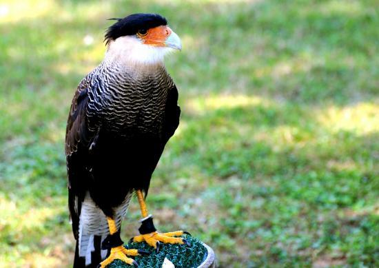 Caracara du nord