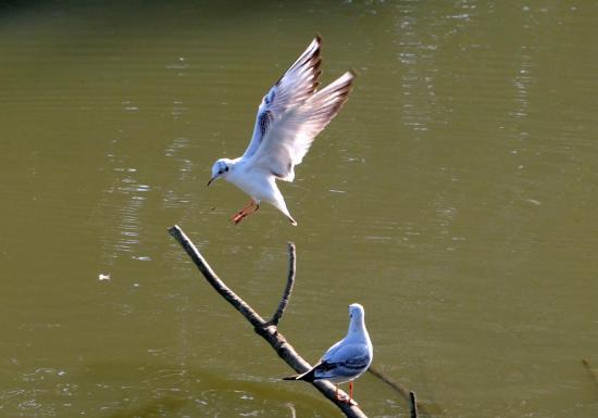 Mouette rieuse