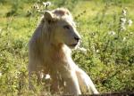 Lion blanc