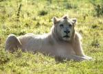 Lion blanc