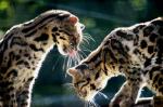Ocelots