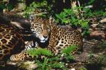 Jaguars