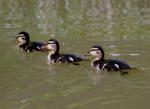Canard colvert