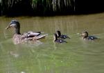 Canard colvert