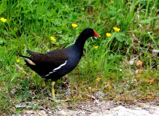 Gallinule poule-d'eau