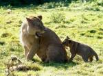Lionne et son lionceau