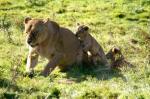 Lionne et ses lionceaux