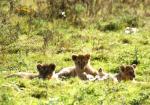 Les lionceaux