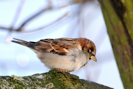 Moineau domestique