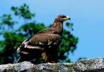 Aigle des steppes