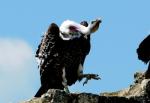 Vautour de Ruppell
