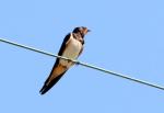 Hirondelle rustique