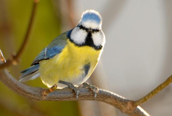 Mésange bleue