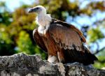 Vautour fauve