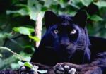 Panthère Noire