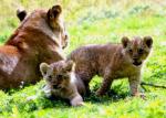 Lionne et ses lionceaux