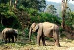 Eléphant d'Asie