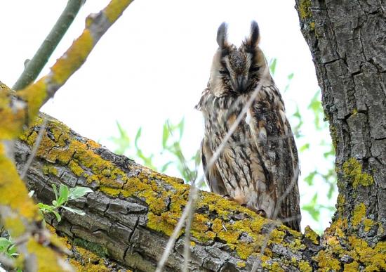 Hibou Moyen-Duc