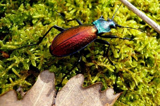 Chrysotribax Hispanus Latissimus