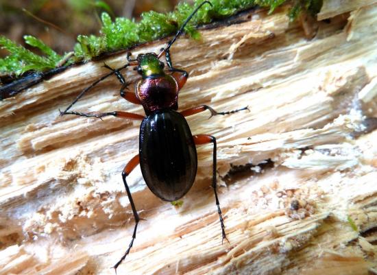 Chrysocarabus Auronitens Costelatus Bouzeni